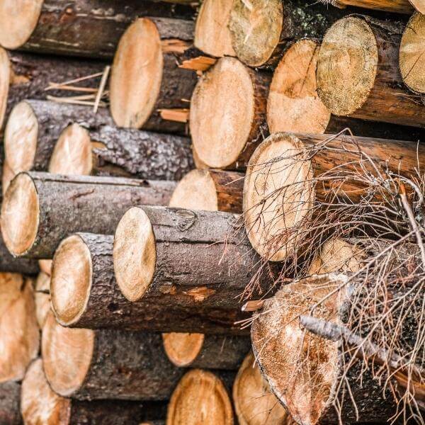 Holz